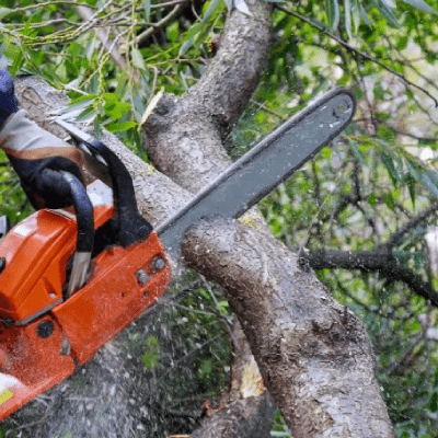 TREE REMOVAL